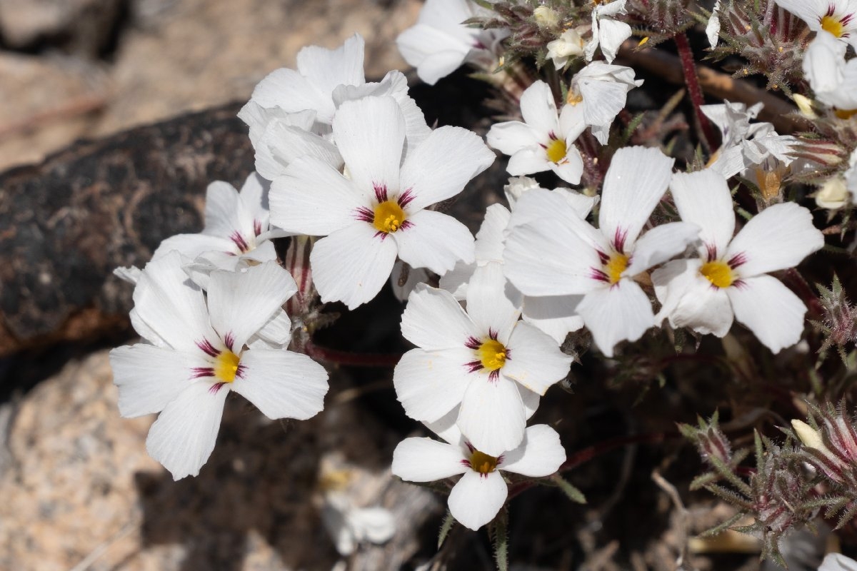 Linanthus concinnus