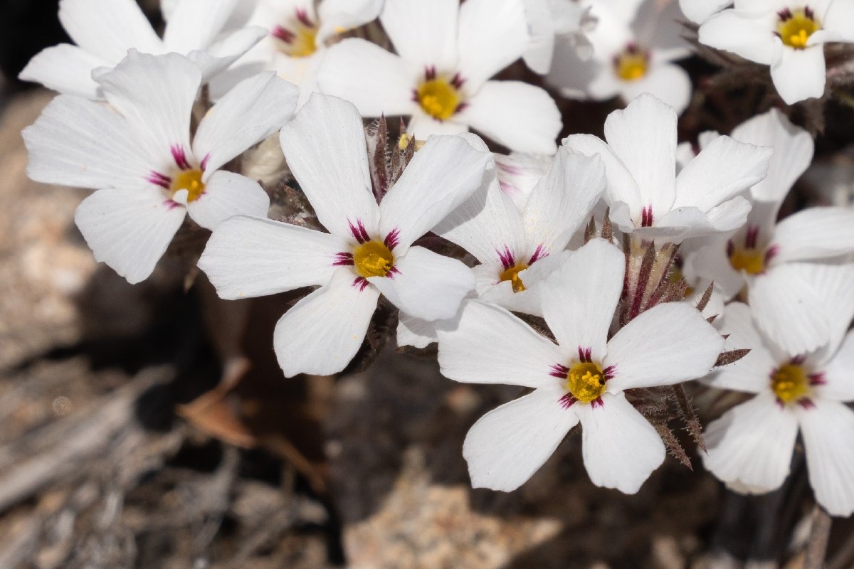 Linanthus concinnus