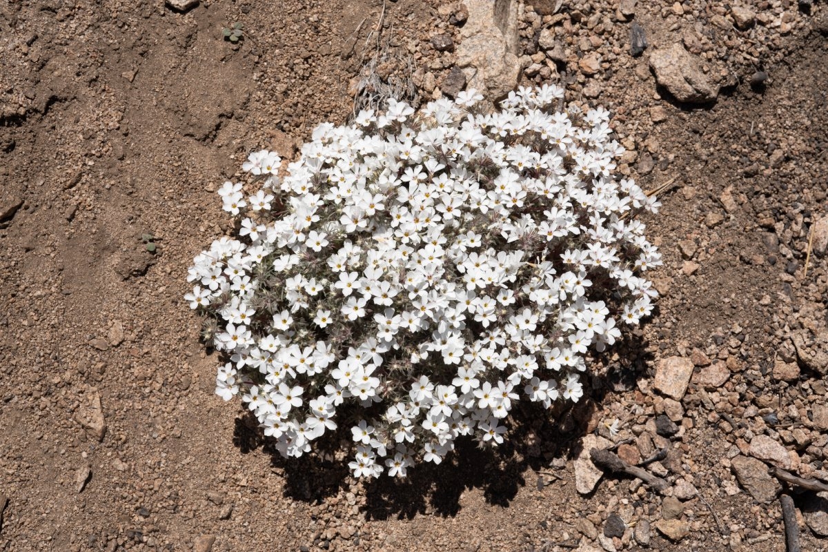 Linanthus concinnus