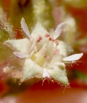 Horkelia tridentata ssp. tridentata