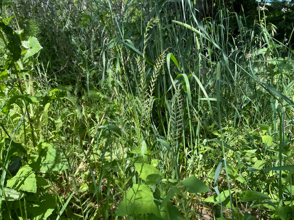 Festuca perennis