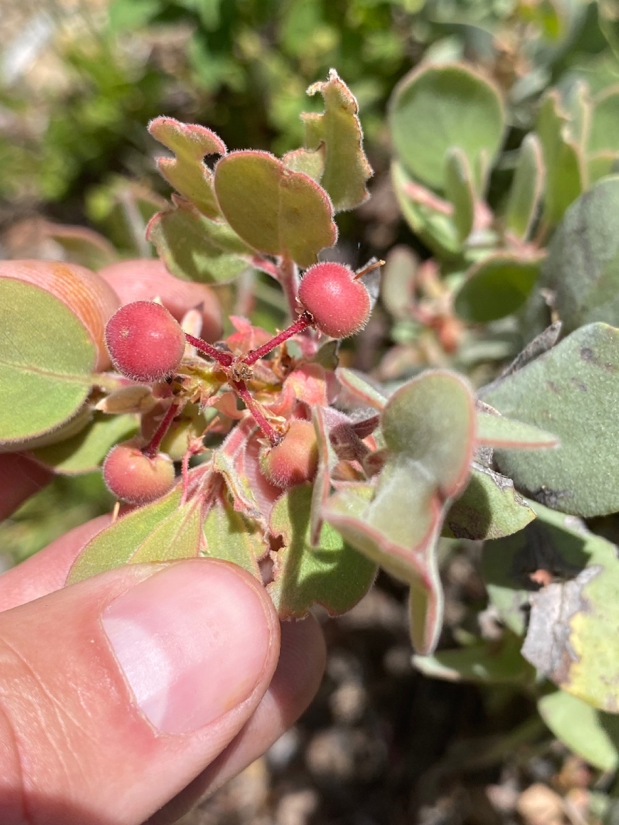 Arctostaphylos malloryi