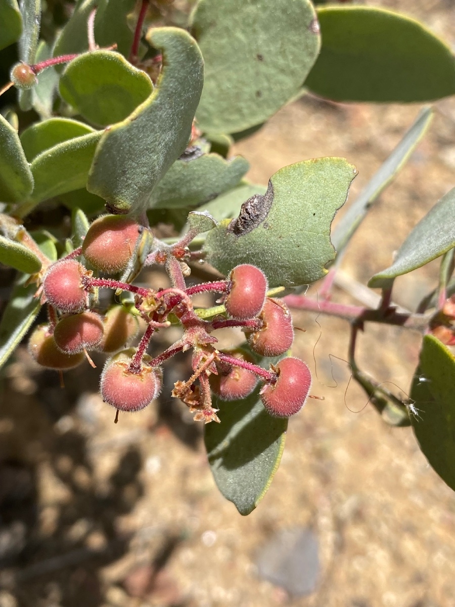 Arctostaphylos malloryi