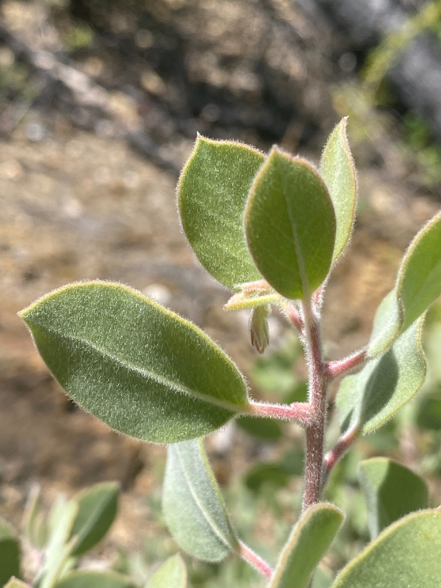 Arctostaphylos malloryi