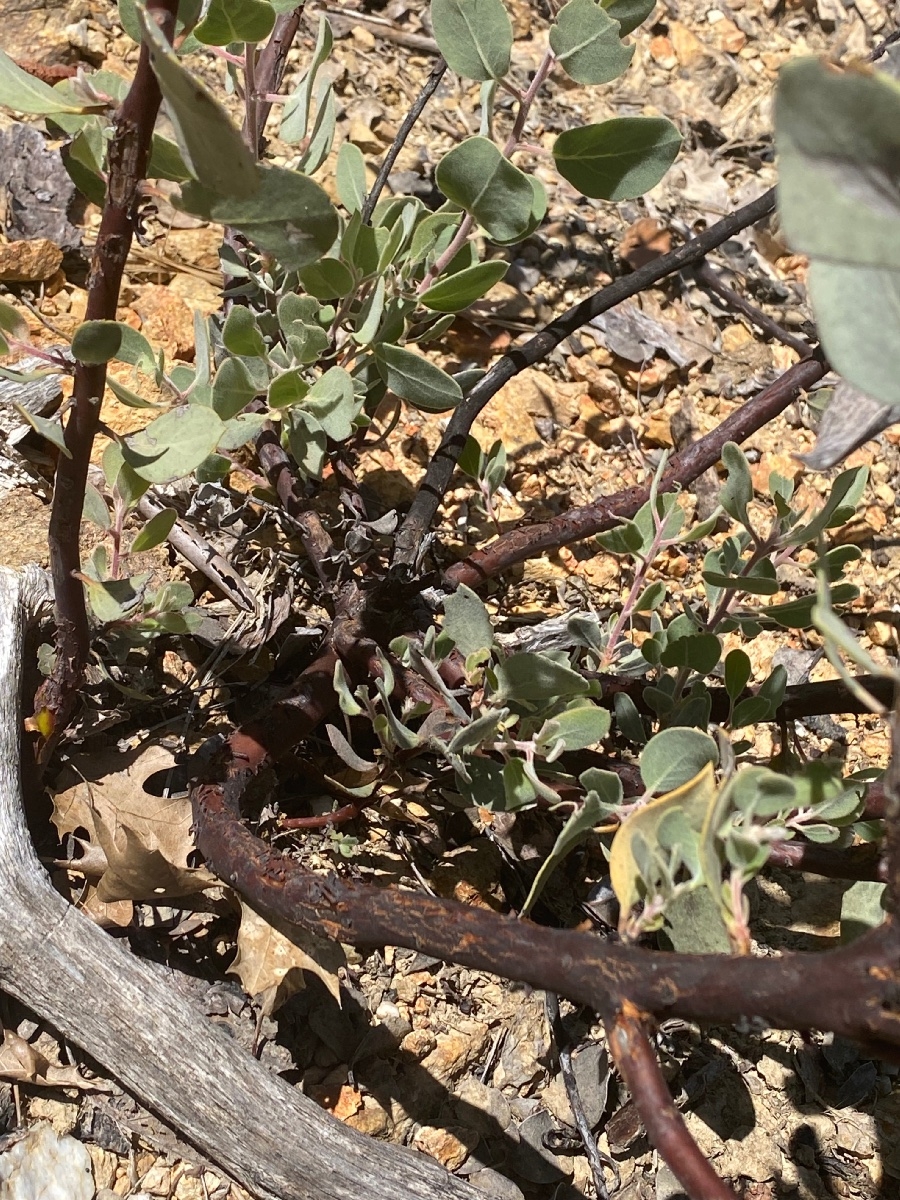 Arctostaphylos malloryi