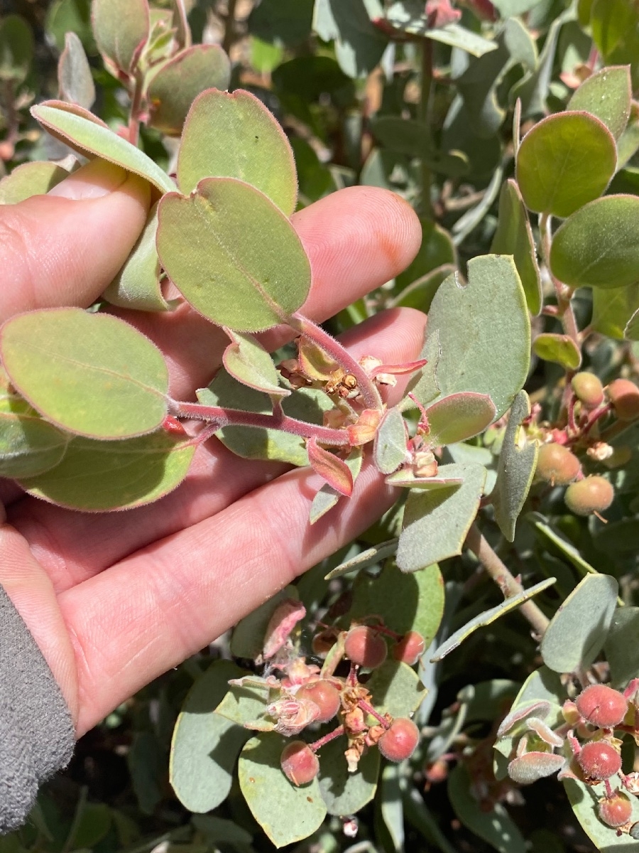 Arctostaphylos malloryi