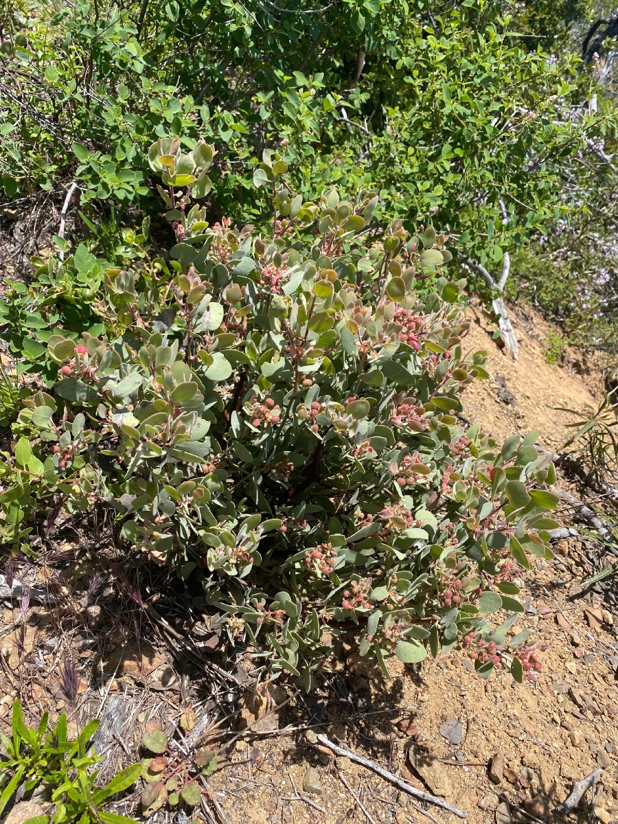 Arctostaphylos malloryi