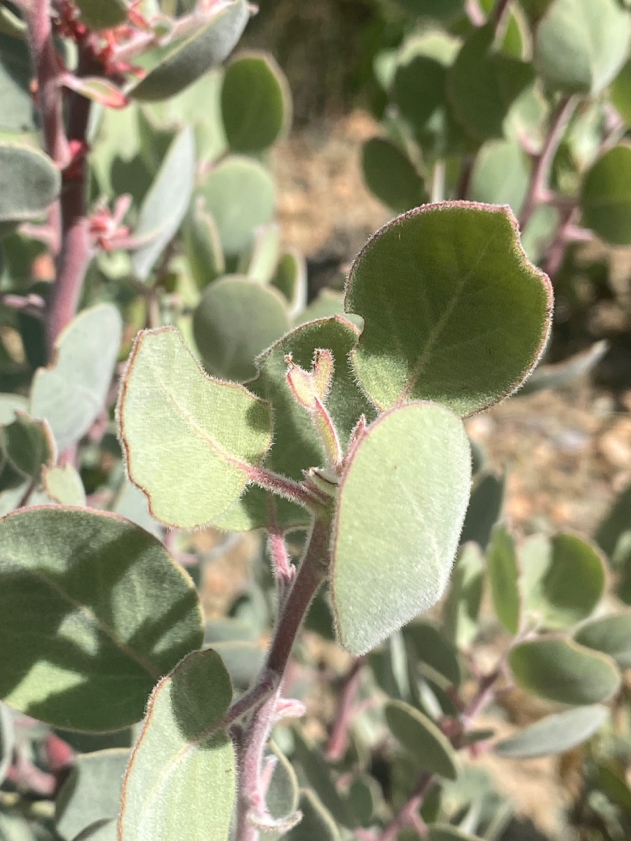 Arctostaphylos malloryi