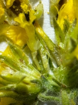 Deinandra increscens ssp. increscens