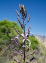 Thelypodium howellii ssp. howellii