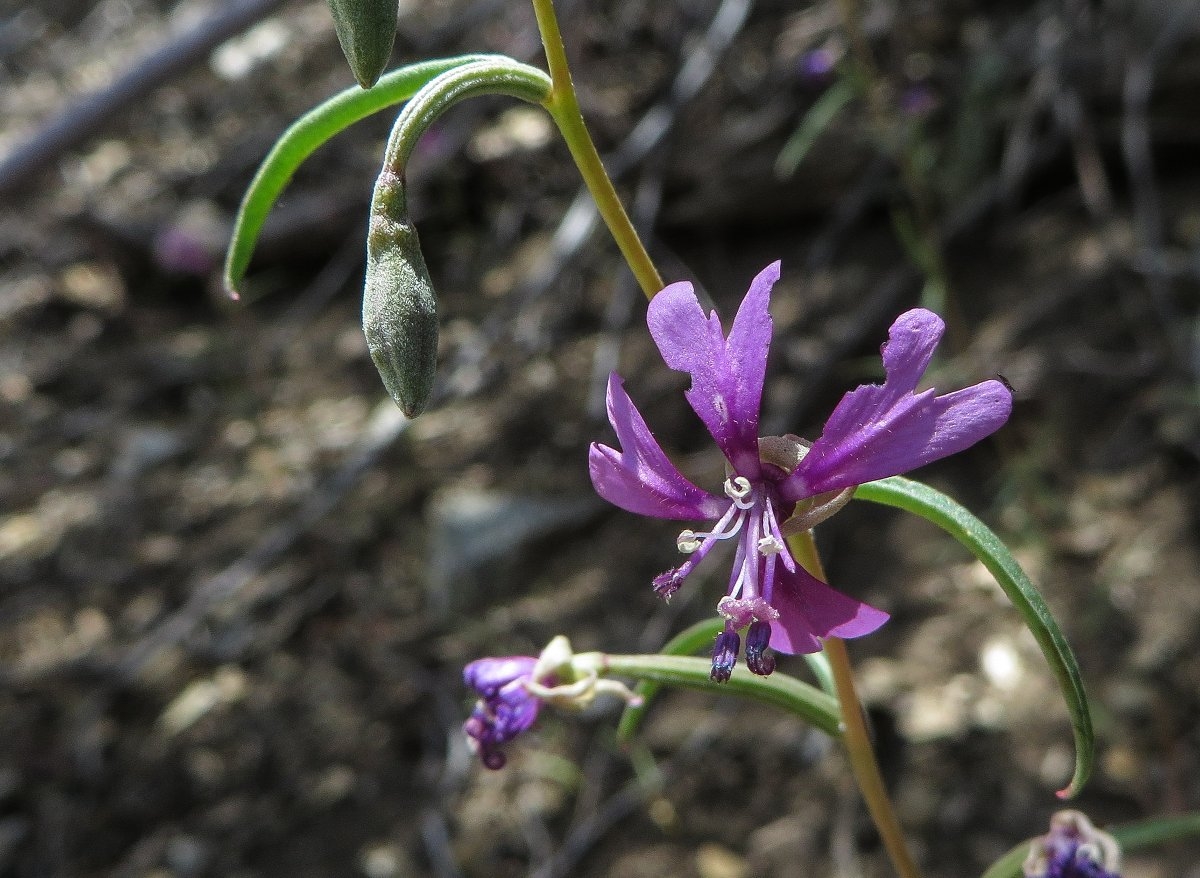 Clarkia xantiana ssp. xantiana