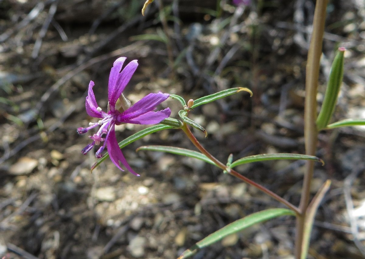 Clarkia xantiana ssp. xantiana