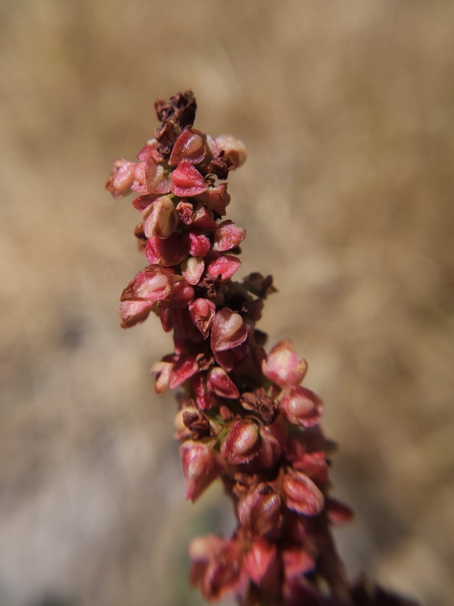 Rumex crassus