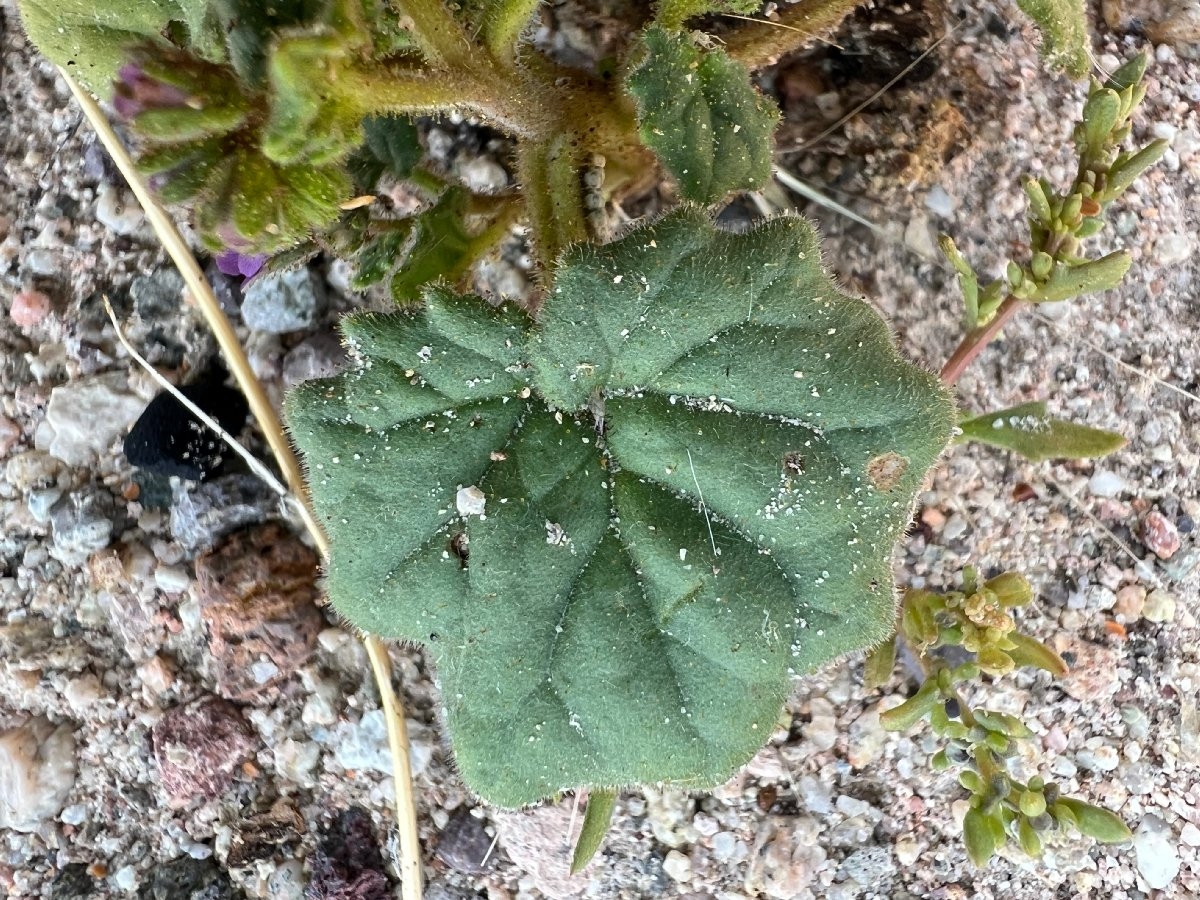 Phacelia pachyphylla