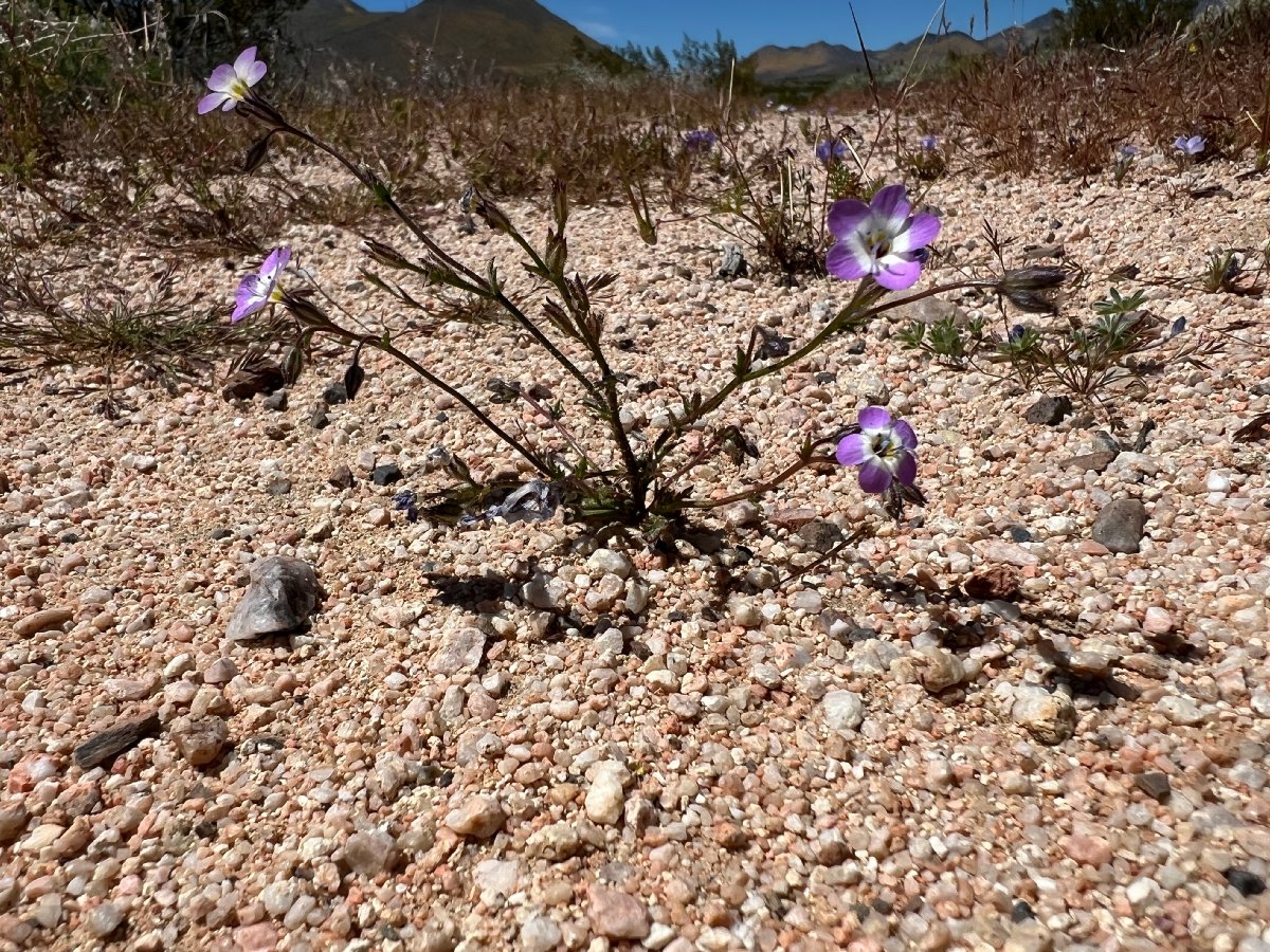 Gilia brecciarum ssp. neglecta