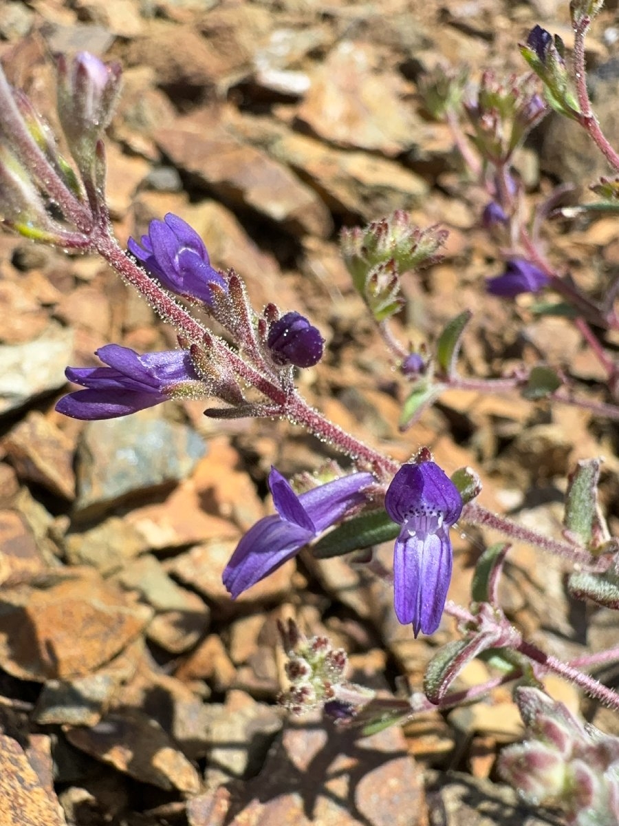 Collinsia greenei