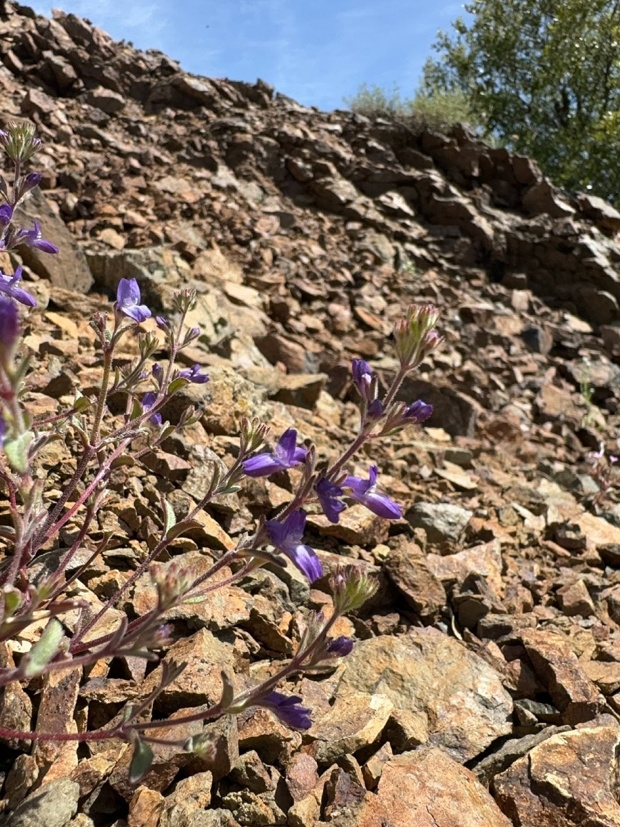 Collinsia greenei