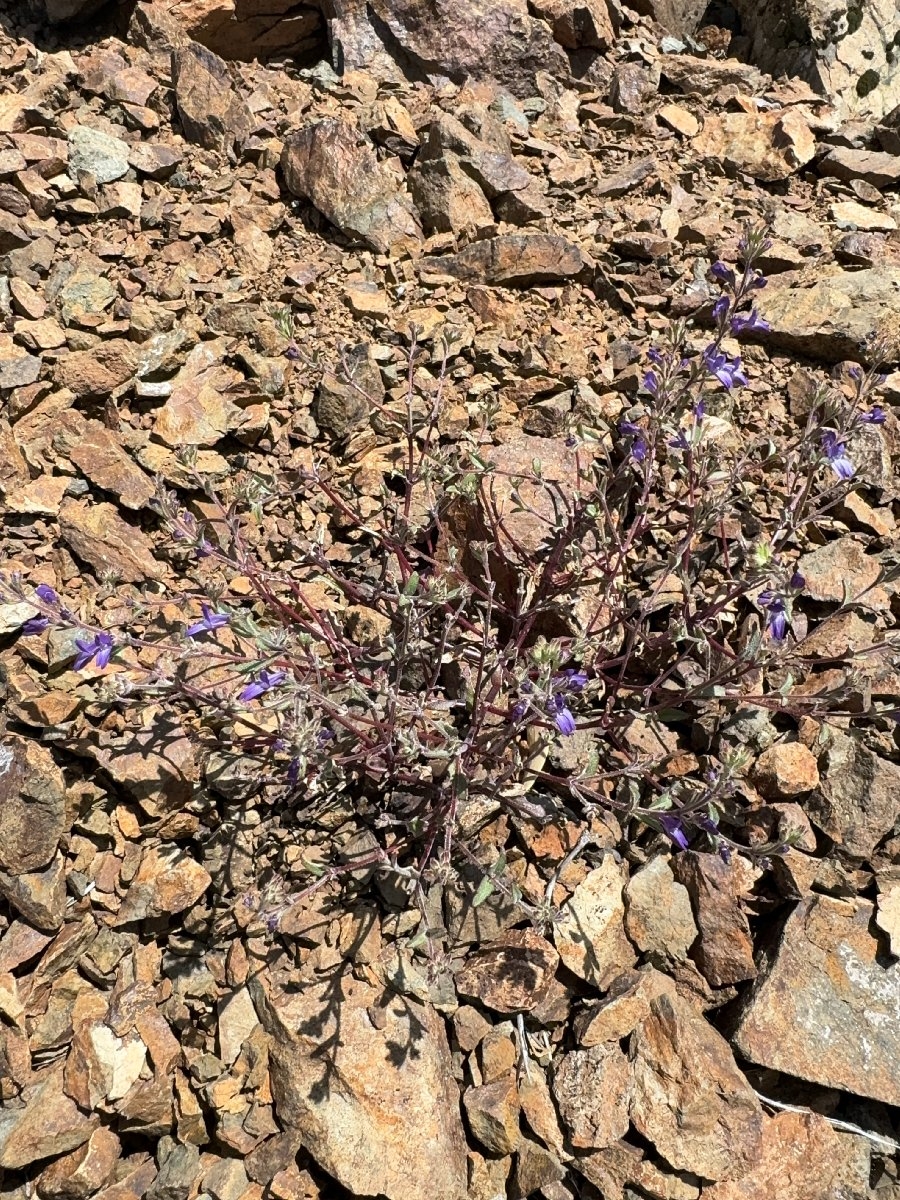 Collinsia greenei