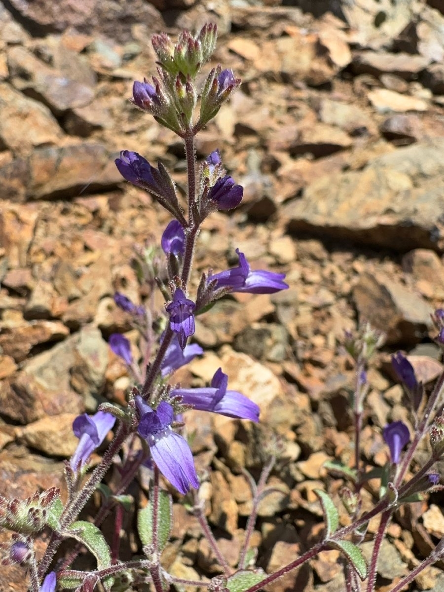 Collinsia greenei