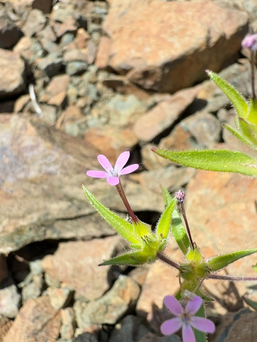 Collomia tracyi