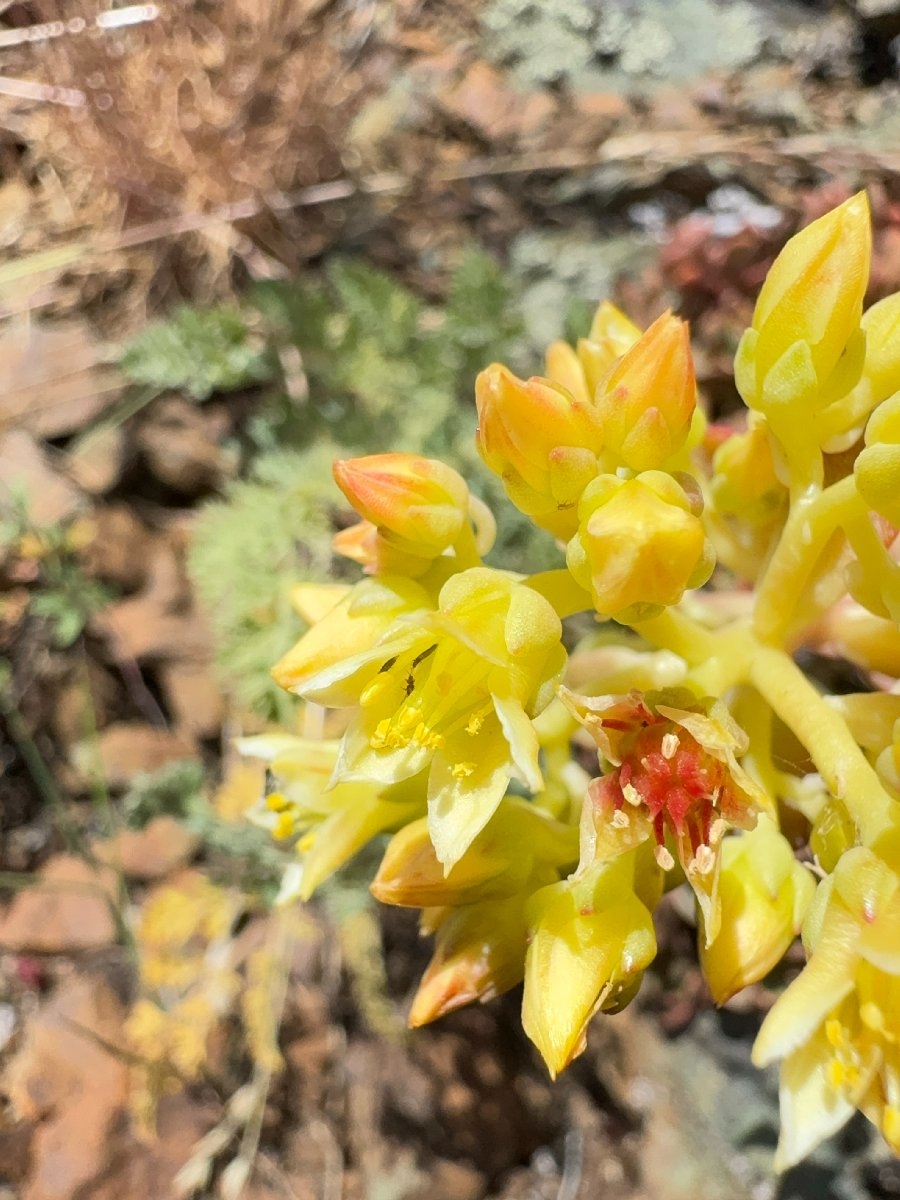 Sedum flavidum