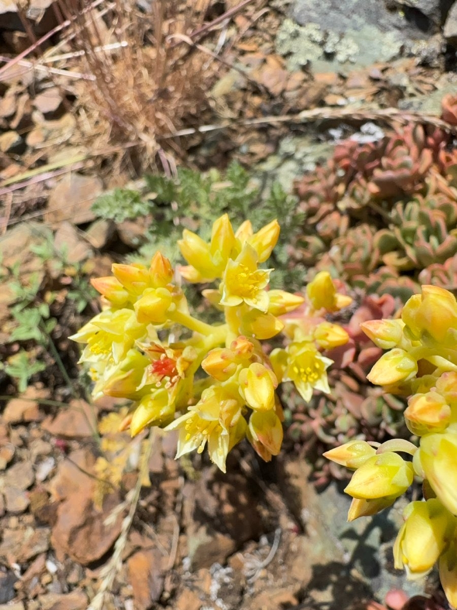 Sedum flavidum