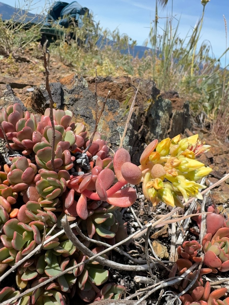 Sedum flavidum