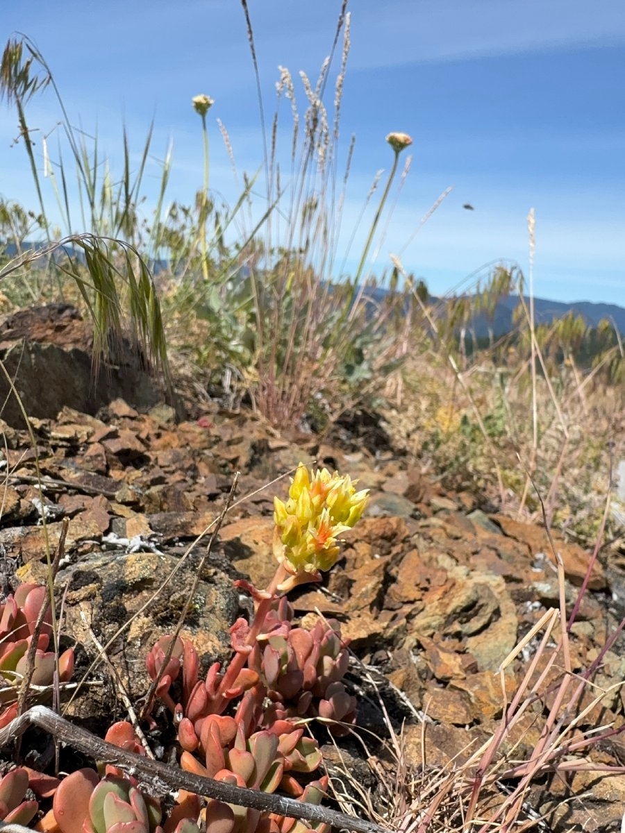 Sedum flavidum