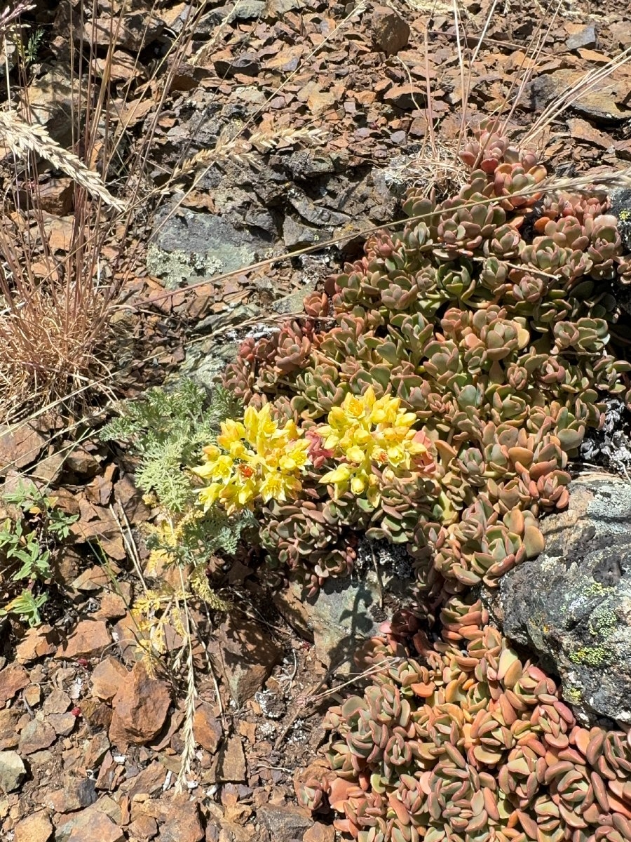 Sedum flavidum