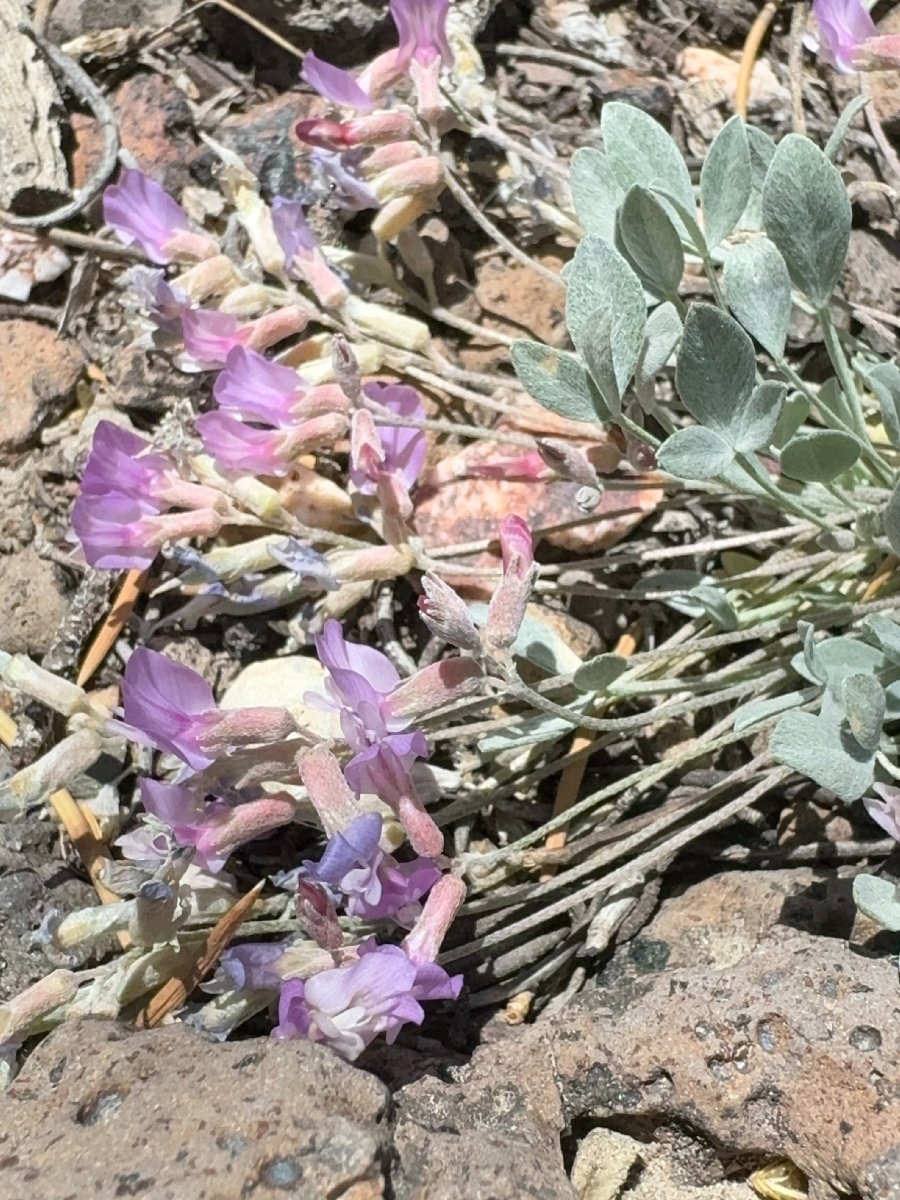 Astragalus calycosus var. calycosus