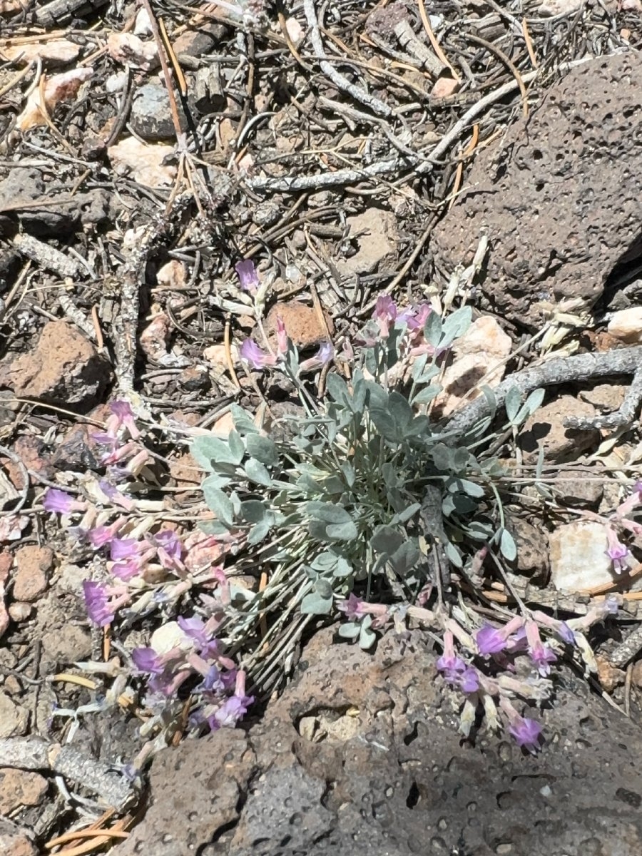 Astragalus calycosus var. calycosus