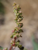 Rumex crassus