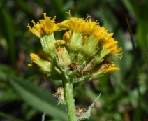 Senecio integerrimus var. exaltatus