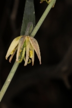 Fritillaria viridea