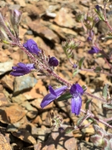 Collinsia greenei