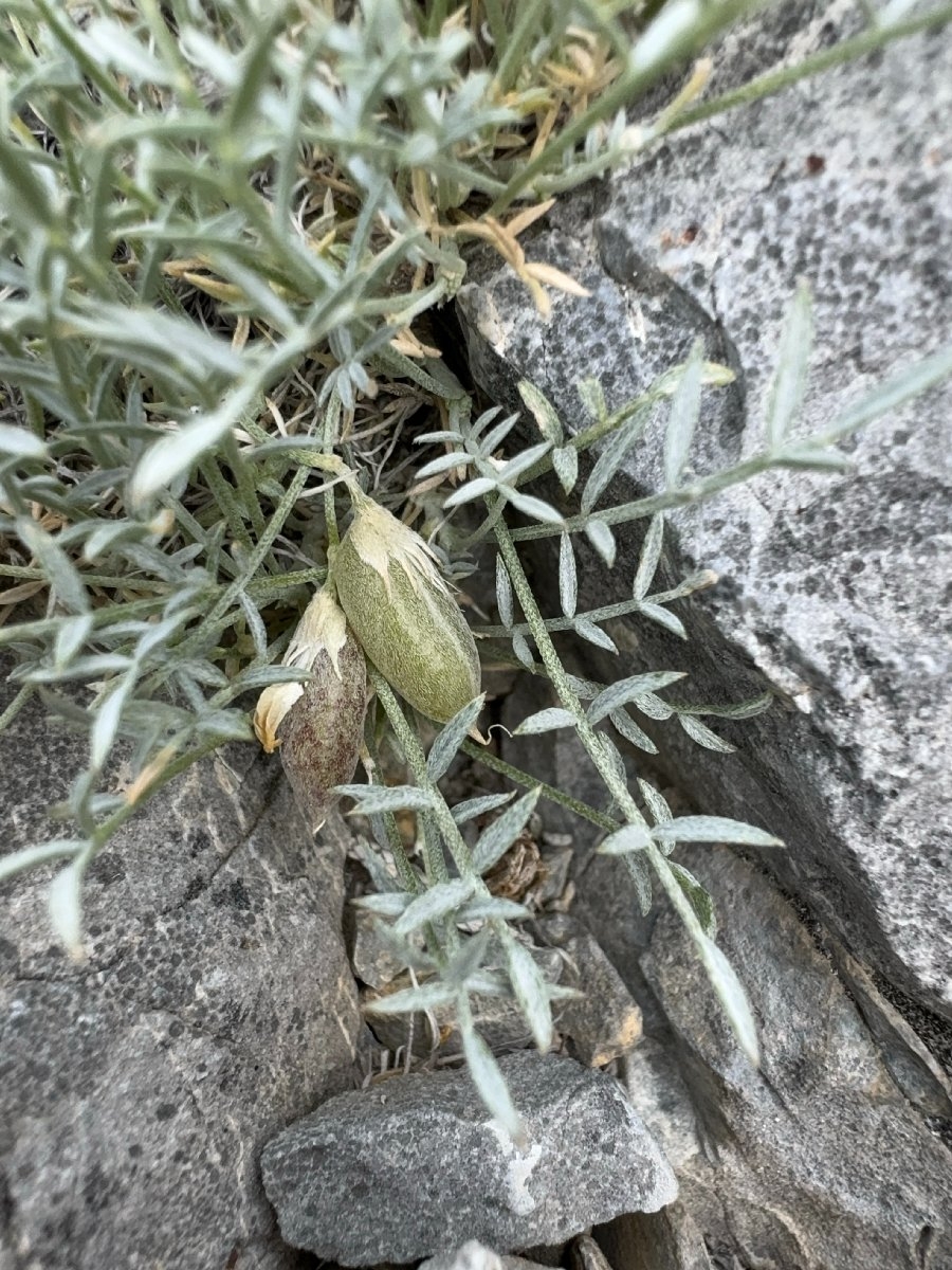 Astragalus panamintensis