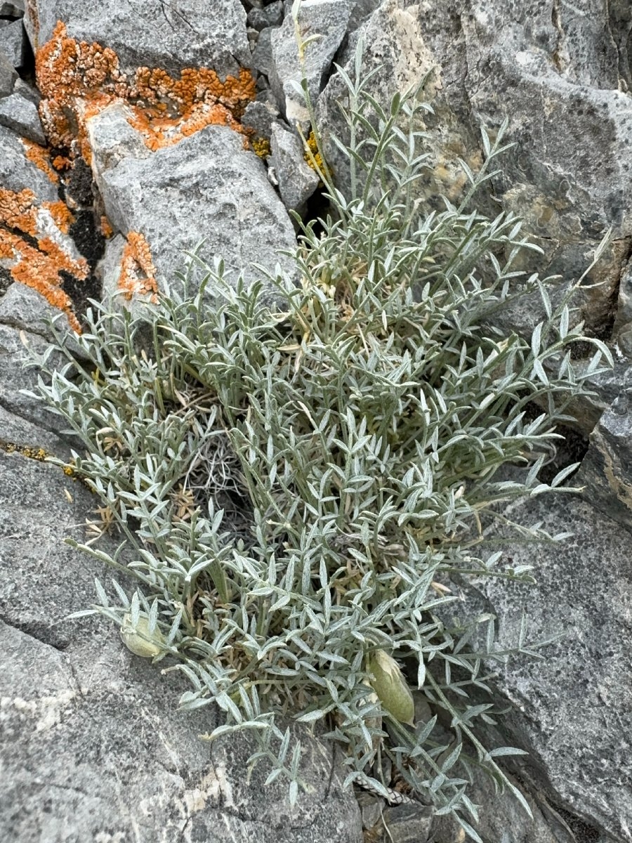 Astragalus panamintensis