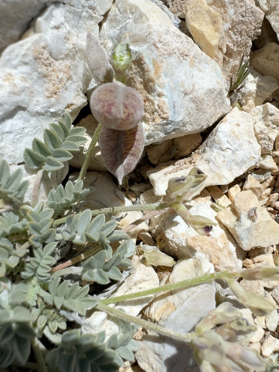 Astragalus platytropis