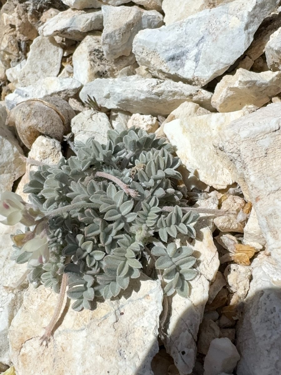 Astragalus platytropis