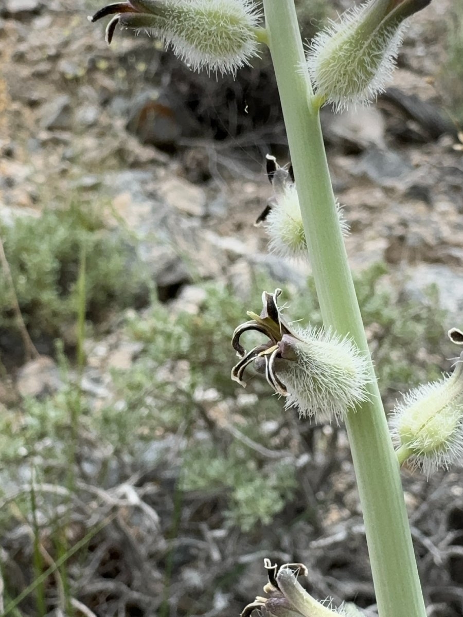 Caulanthus crassicaulis