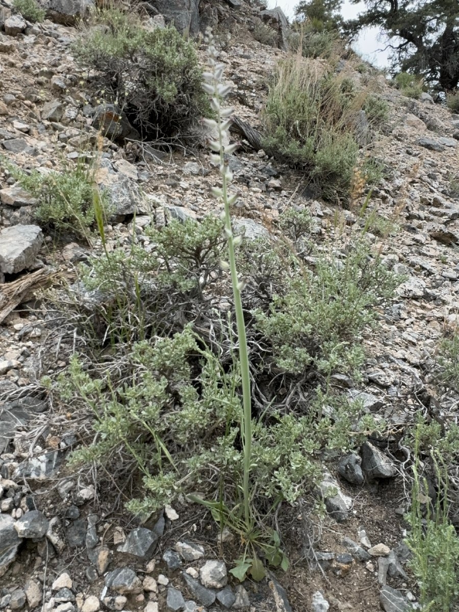 Caulanthus crassicaulis