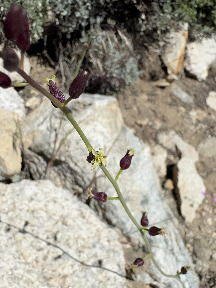 Caulanthus pilosus