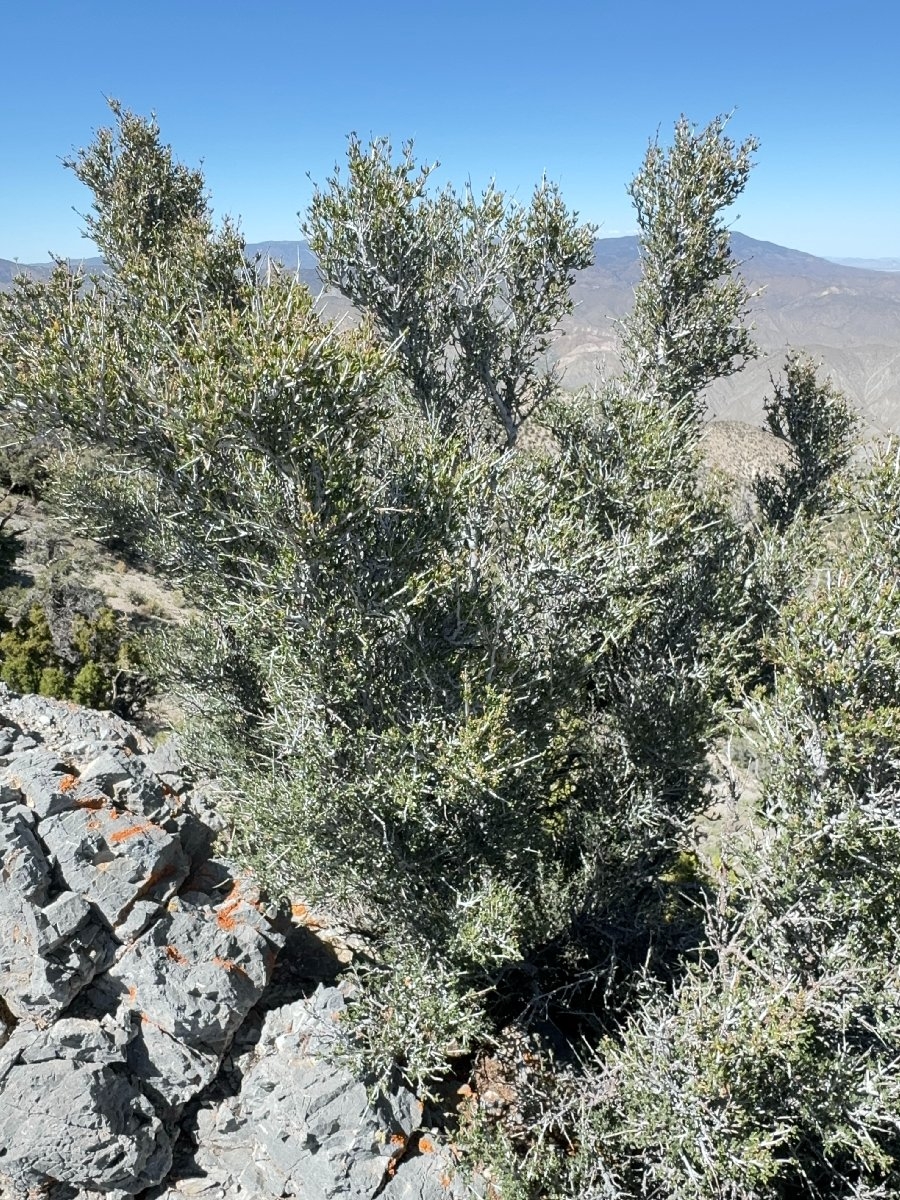 Cercocarpus ledifolius var. intricatus