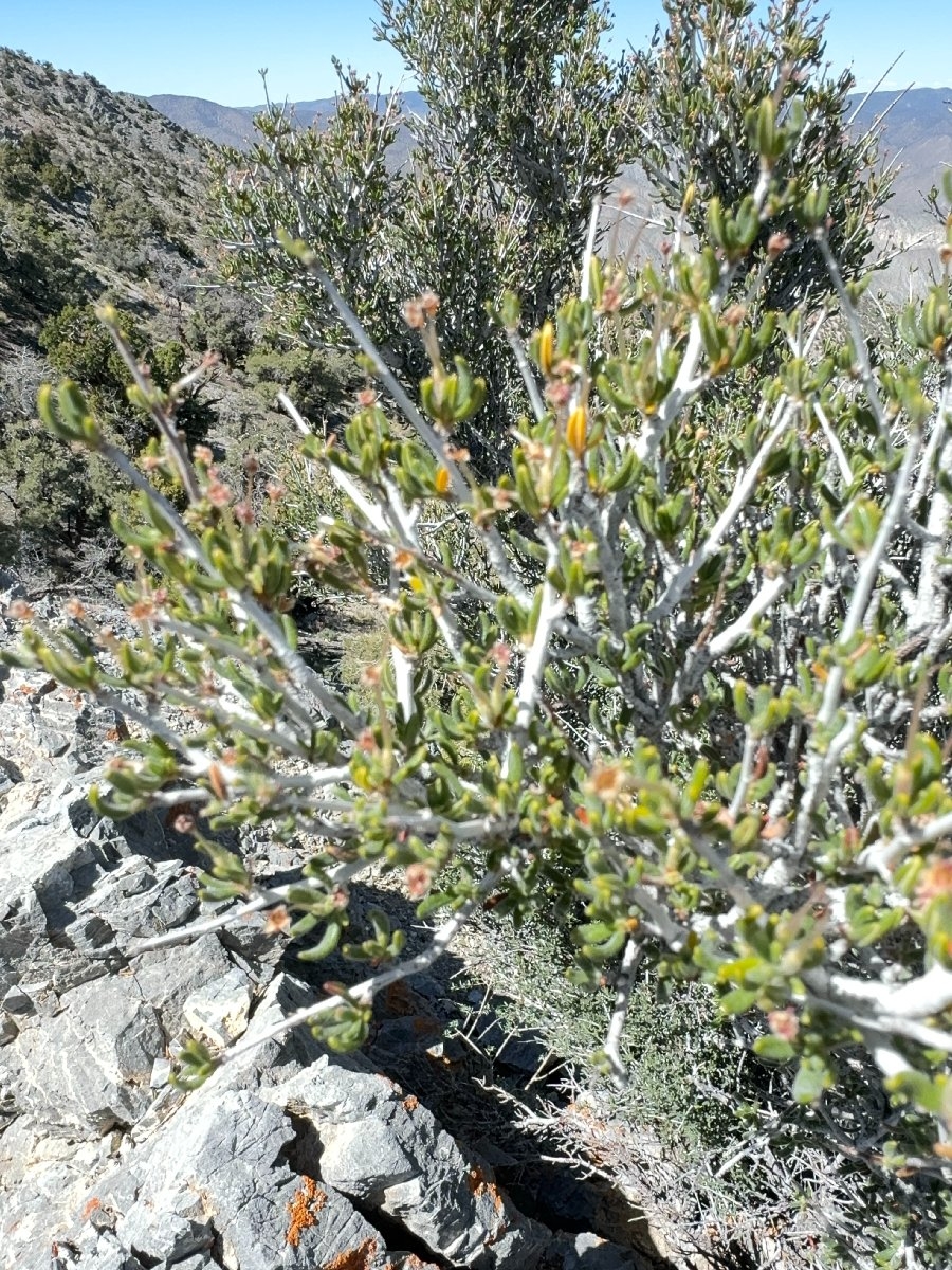 Cercocarpus ledifolius var. intricatus