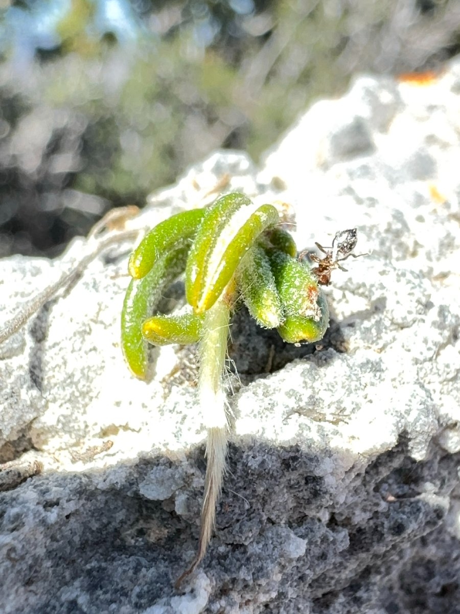 Cercocarpus ledifolius var. intricatus