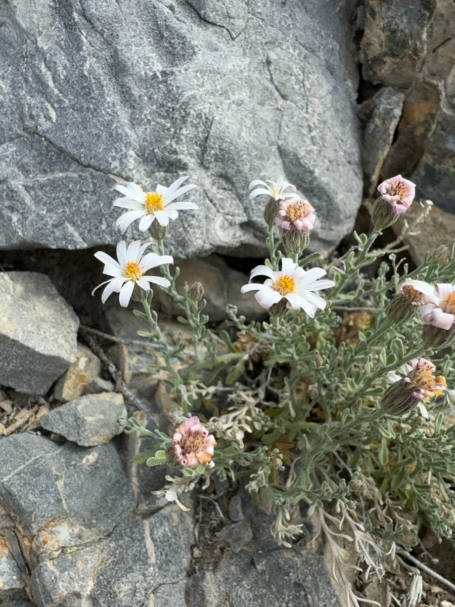 Chaetopappa ericoides