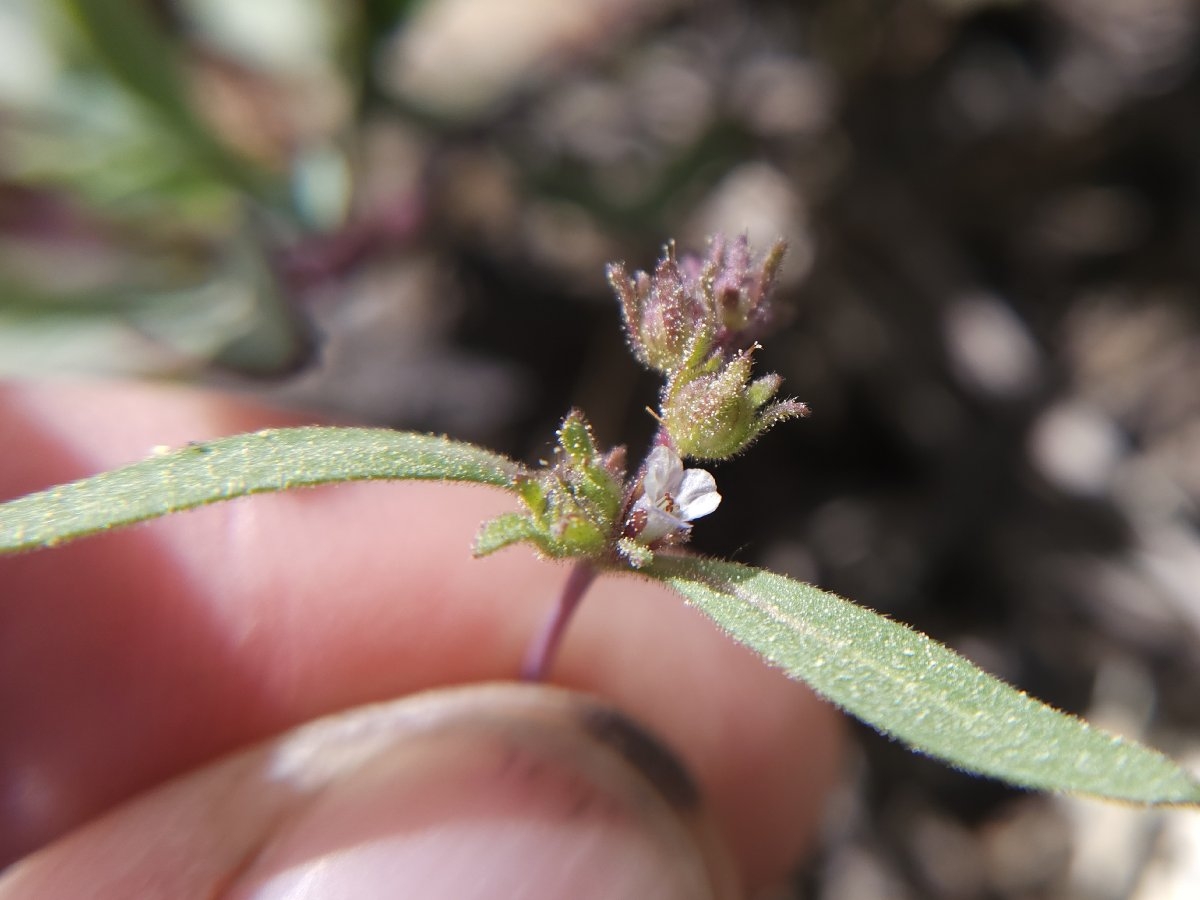 Phacelia racemosa