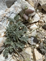Astragalus platytropis