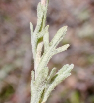 Eriophyllum lanatum var. integrifolium