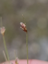 Bulbostylis capillaris